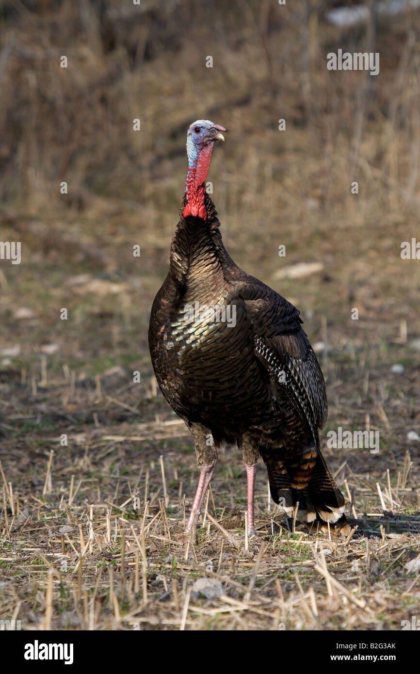 Jake Osttürkei Wild im Frühjahr Stockfoto