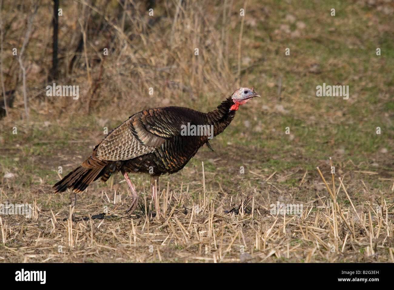 Jake Osttürkei Wild im Frühjahr Stockfoto