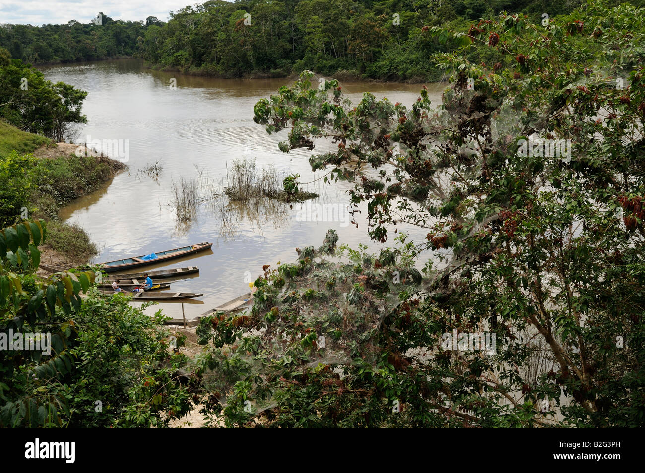 Zelt-Raupen an den Ufern des Amazonas-Regenwaldes Yavari-Miri Fluss, Yavari, Peru Stockfoto
