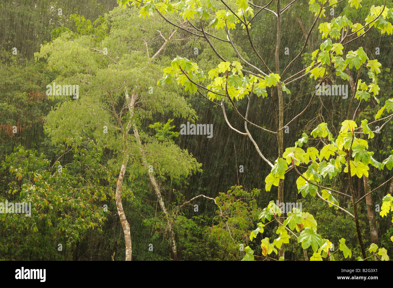 Regen im Amazonas-Regenwald, Yavari, Peru Stockfoto