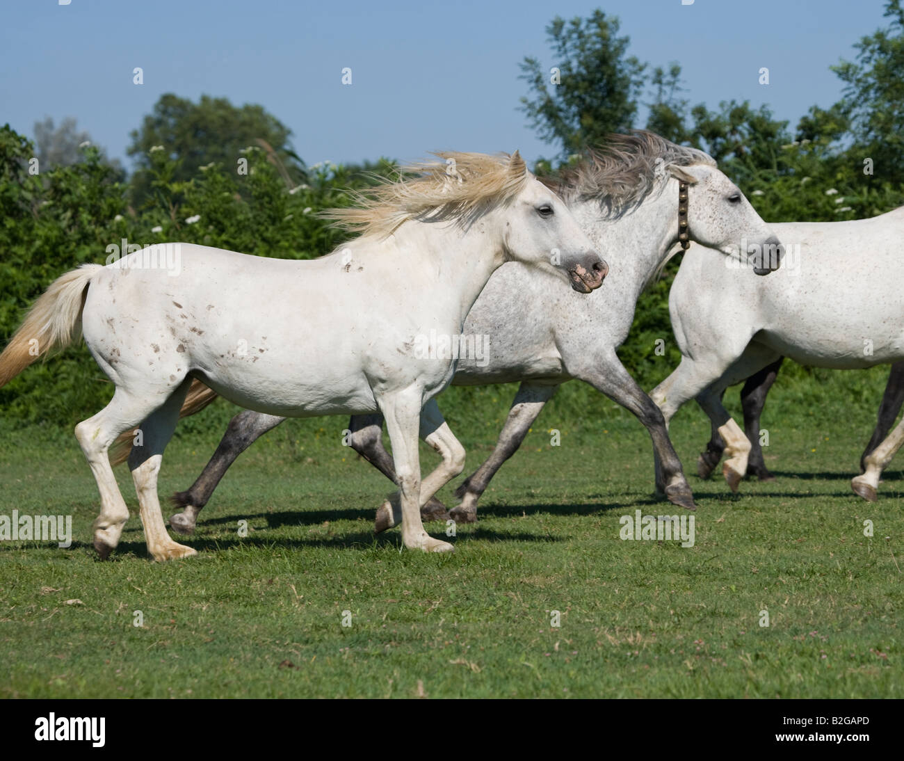 Pferd Camargue Provence Wild Frankreich Französisch kostenlos Stockfoto