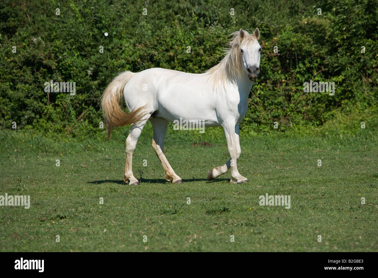 Pferd Camargue Provence Wild Frankreich Französisch kostenlos Stockfoto