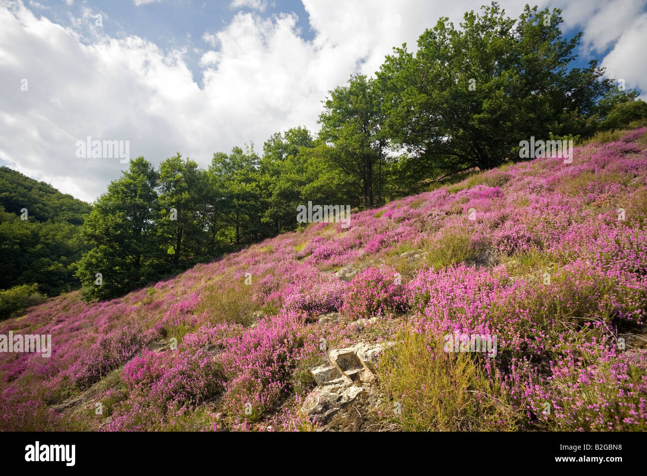 Eine blühende Moor von Bell Heidekraut (Erica Cinerea). Lande de Bruyères Cendrées (Erica Cinerea) En Fleurs. Stockfoto