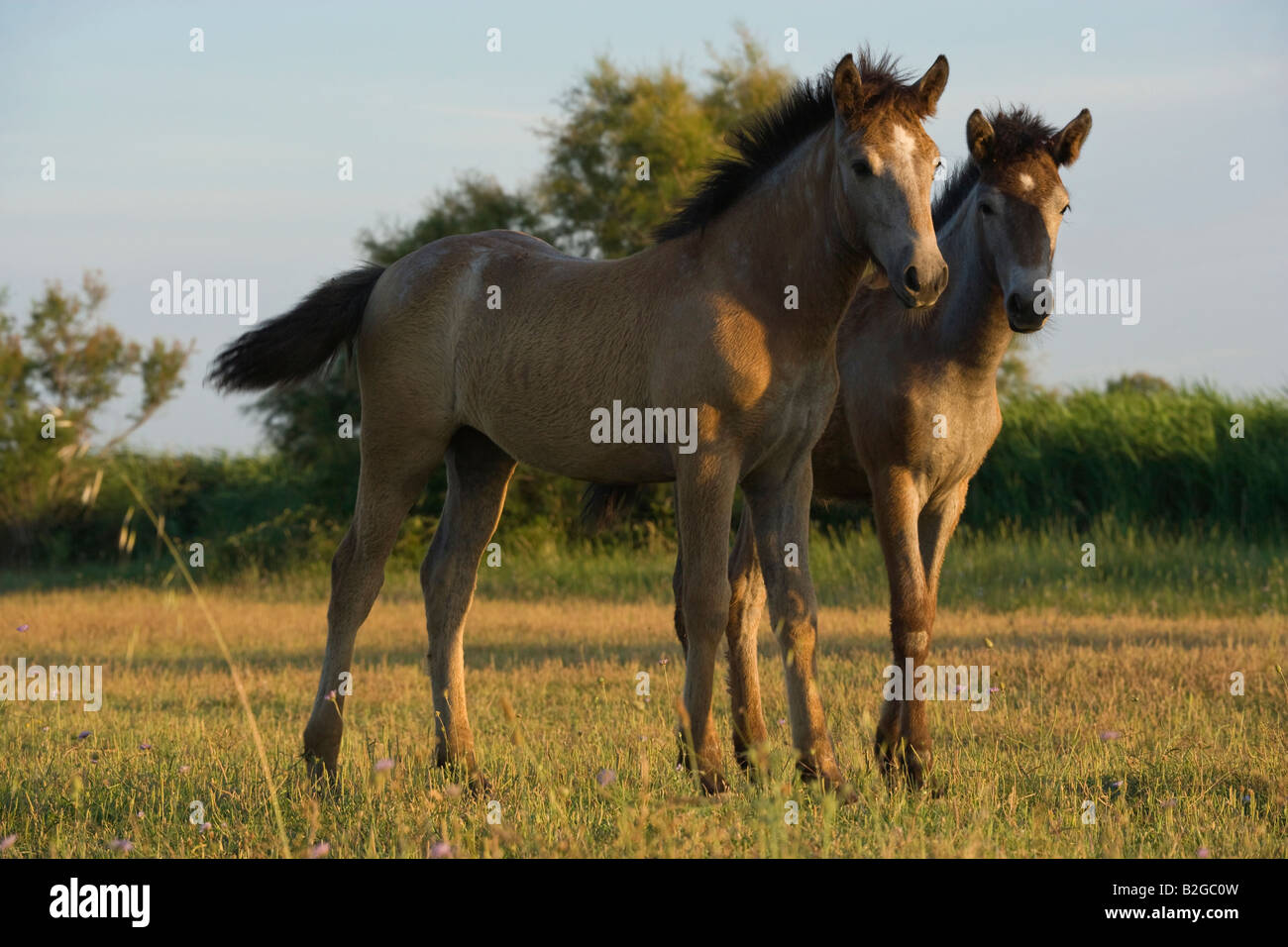 Pferd Camargue Provence Wild Frankreich Französisch kostenlos Stockfoto