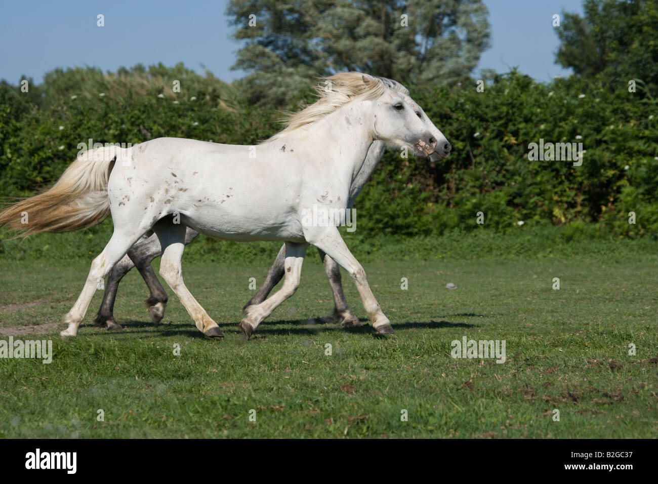 Pferd Camargue Provence Wild Frankreich Französisch kostenlos Stockfoto