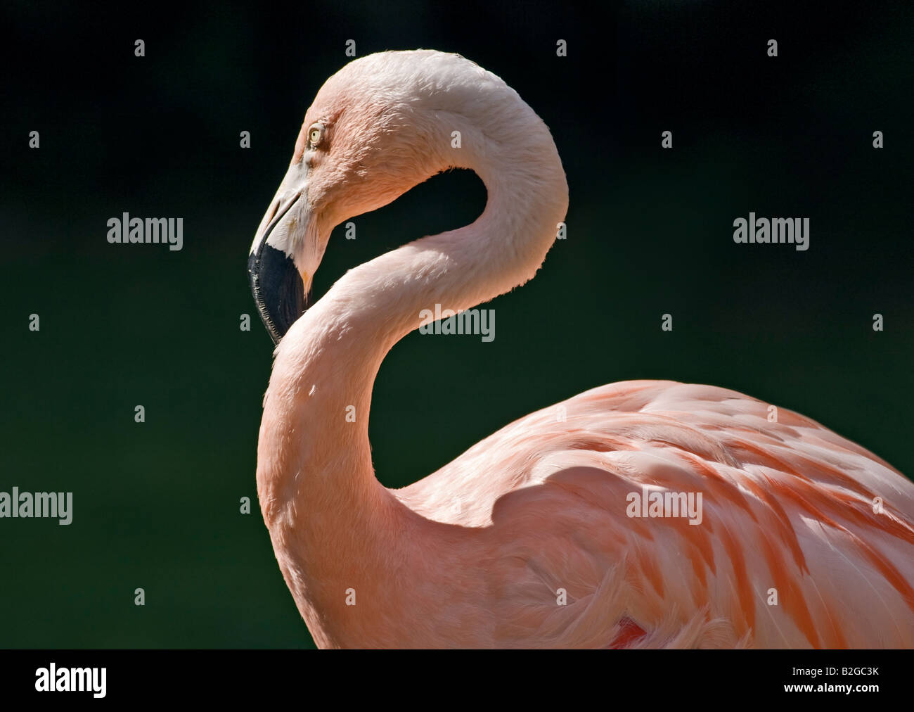 Chilenische Flamingo (Phoenicopterus Chilensis) Stockfoto