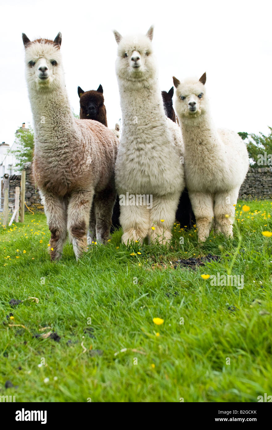 Alpaka auf einem Bauernhof cumbrian Stockfoto