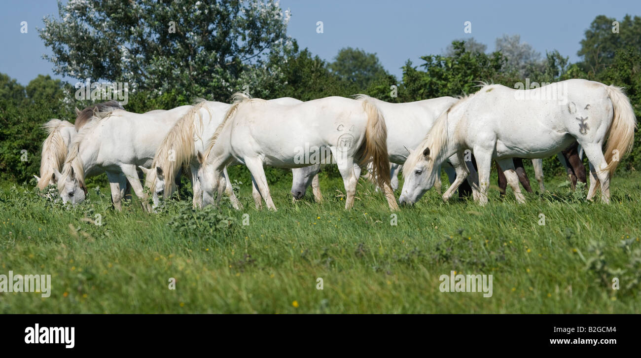 Pferd Camargue Provence Wild Frankreich Französisch kostenlos Stockfoto