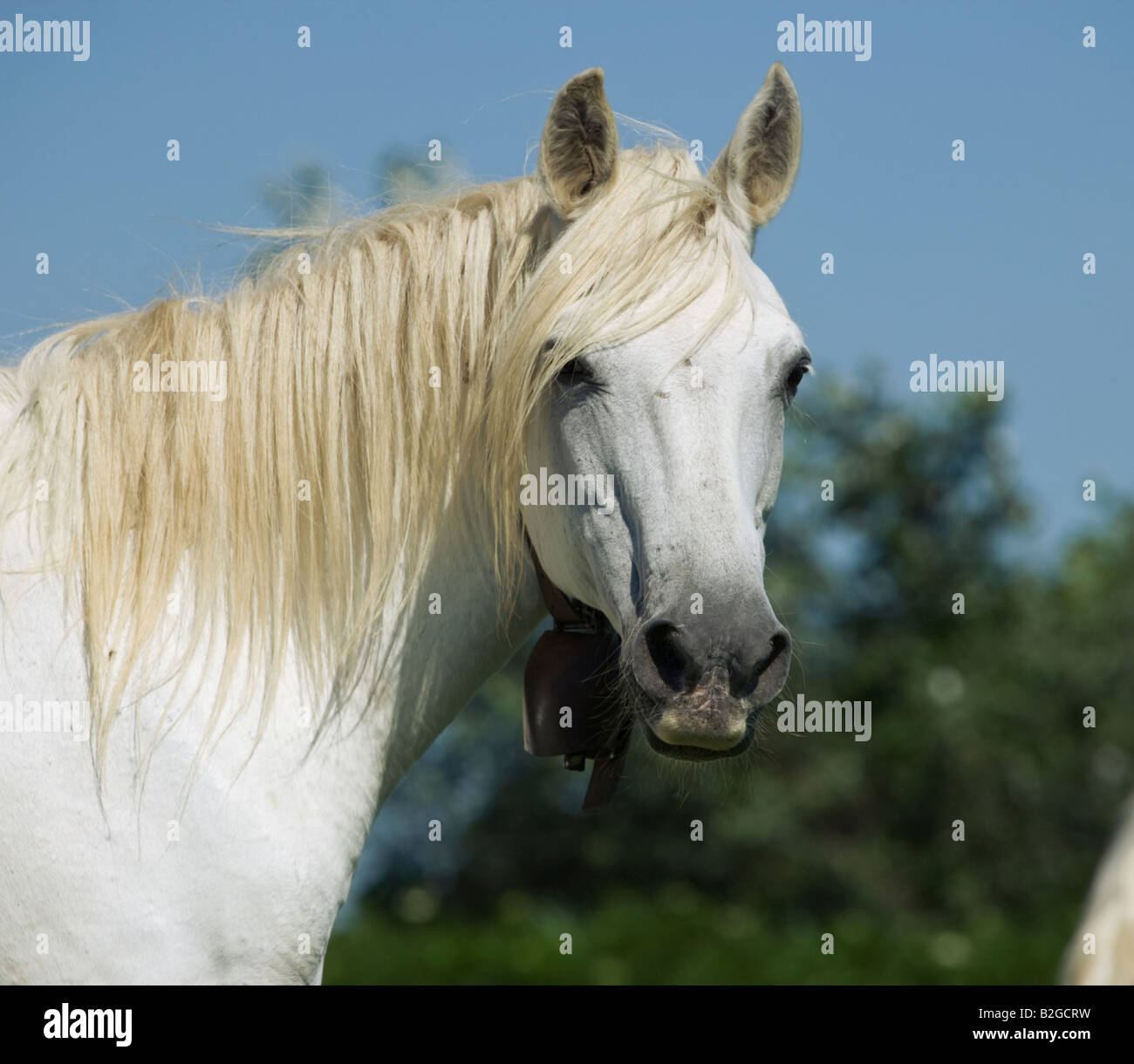 Pferd Camargue Provence Wild Frankreich Französisch kostenlos Stockfoto