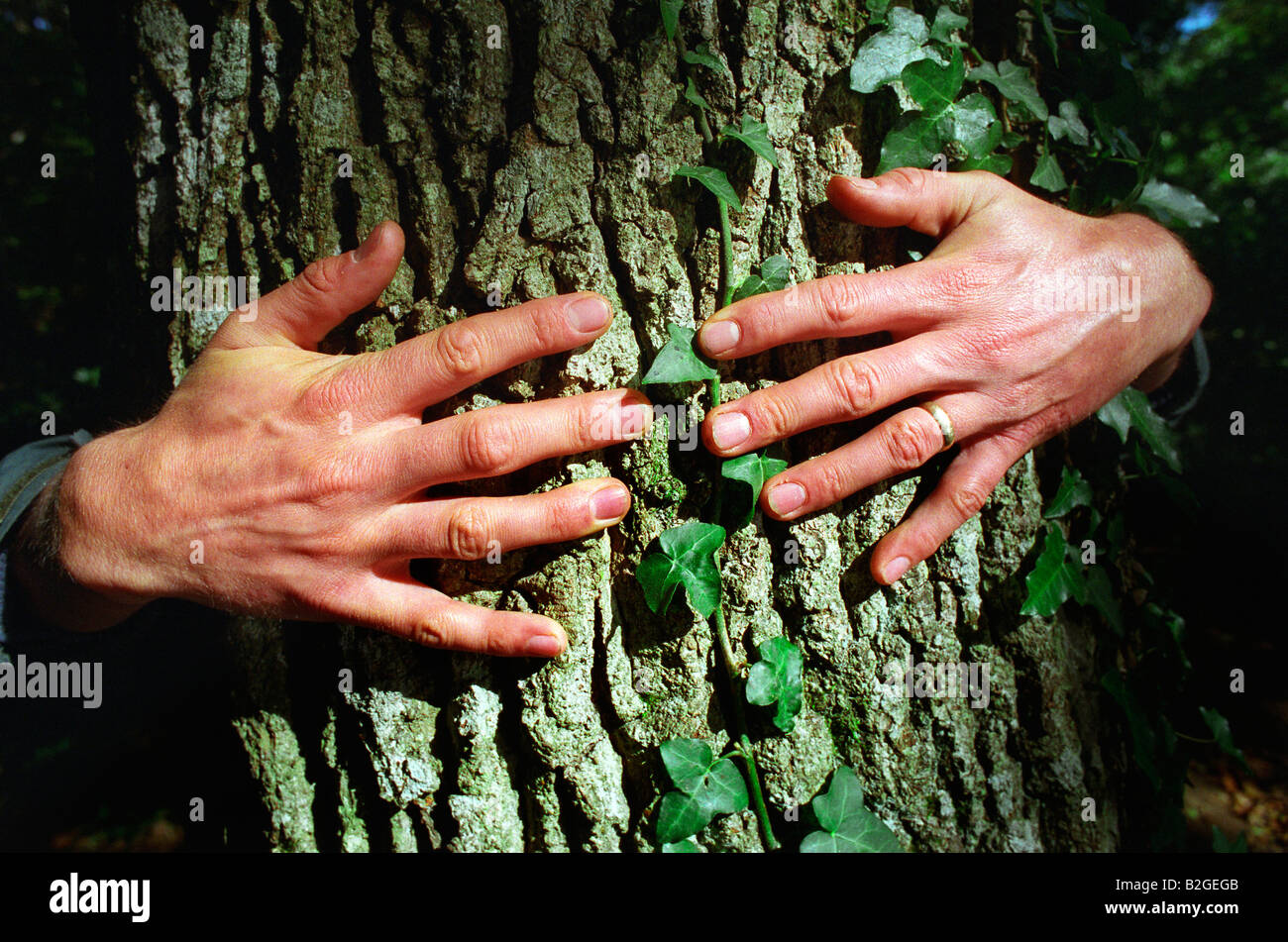 Einen Baum umarmen Stockfoto