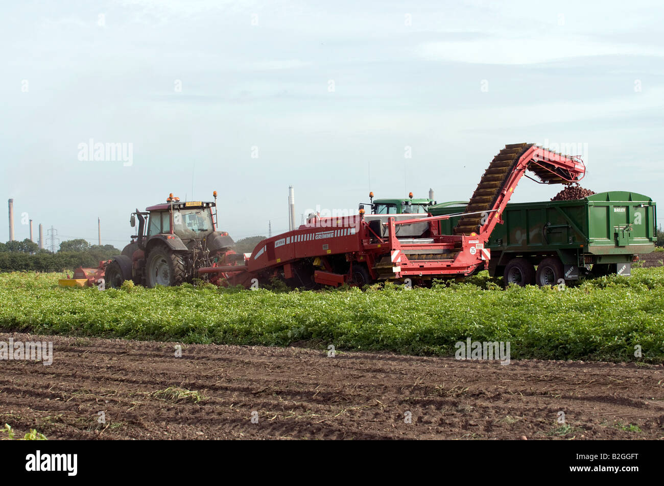 Eine Ernte von Kartoffeln ernten Stockfoto