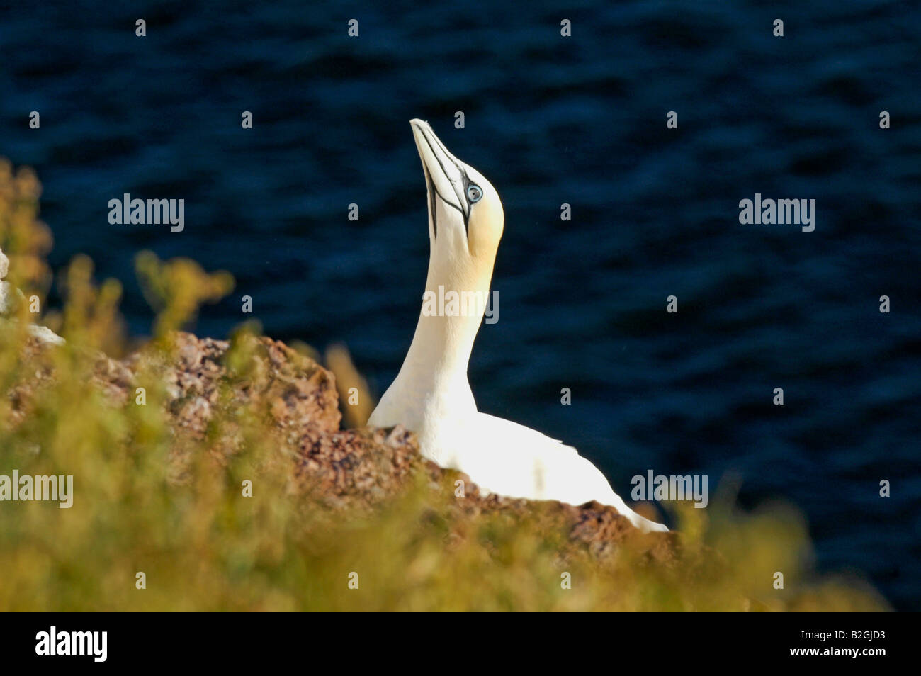 Bassanus Sula Bassana nördlichen Basstölpel Helgoland Schleswig Holstein-Deutschland Stockfoto