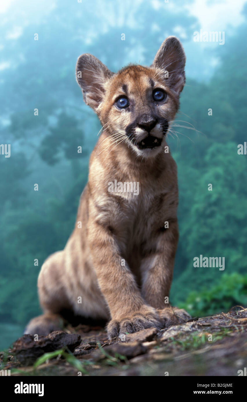 Baby florida panther puma felis Stockfotos und -bilder Kaufen - Alamy