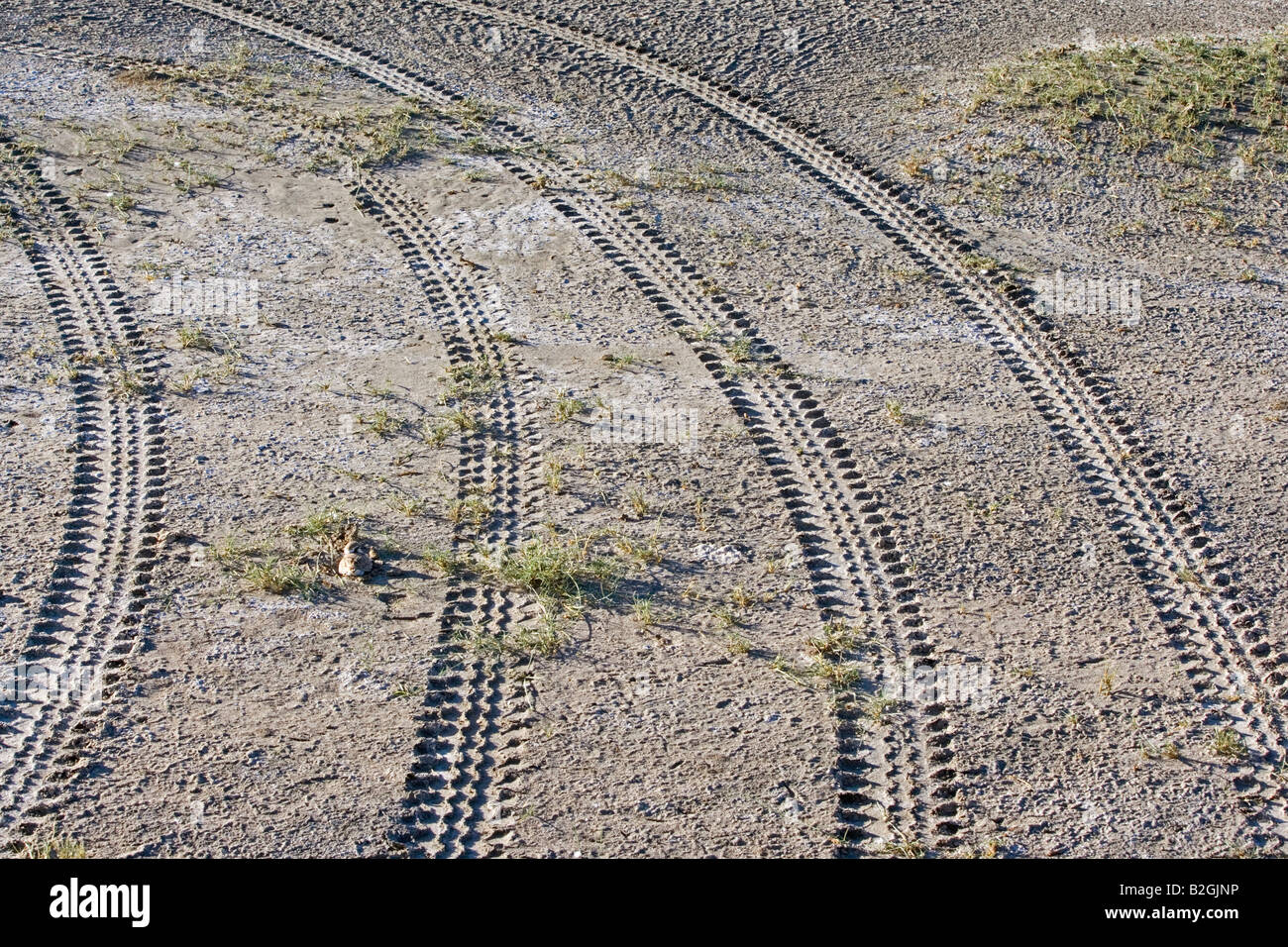 Kittlitz s Sand Plover Charadrius Pecuarius Hirtenregenpfeifer Lake Ndutu Serengeti Tansania Afrika Stockfoto