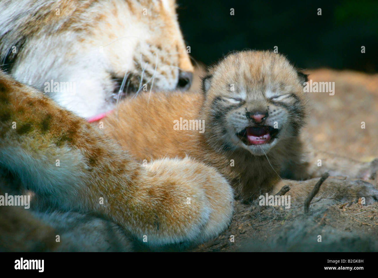 Eurasischer Luchs dam Catkin Mutter Mutterliebe nahe Lynx Lynx kuscheln Bayern Deutschland koppeln paar Stockfoto