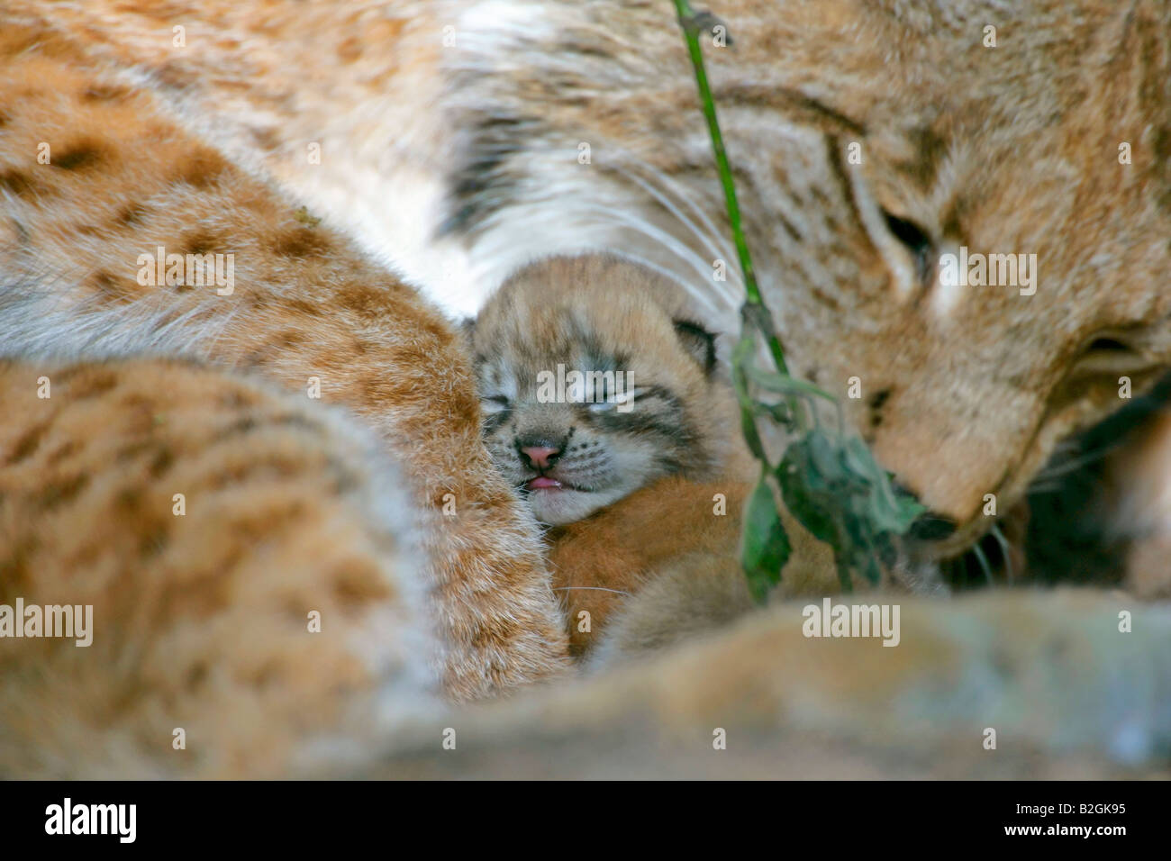 Eurasischer Luchs dam Catkin Mutter Mutterliebe schließen sich Lynx Lynx kuscheln Bayern Deutschland Stockfoto