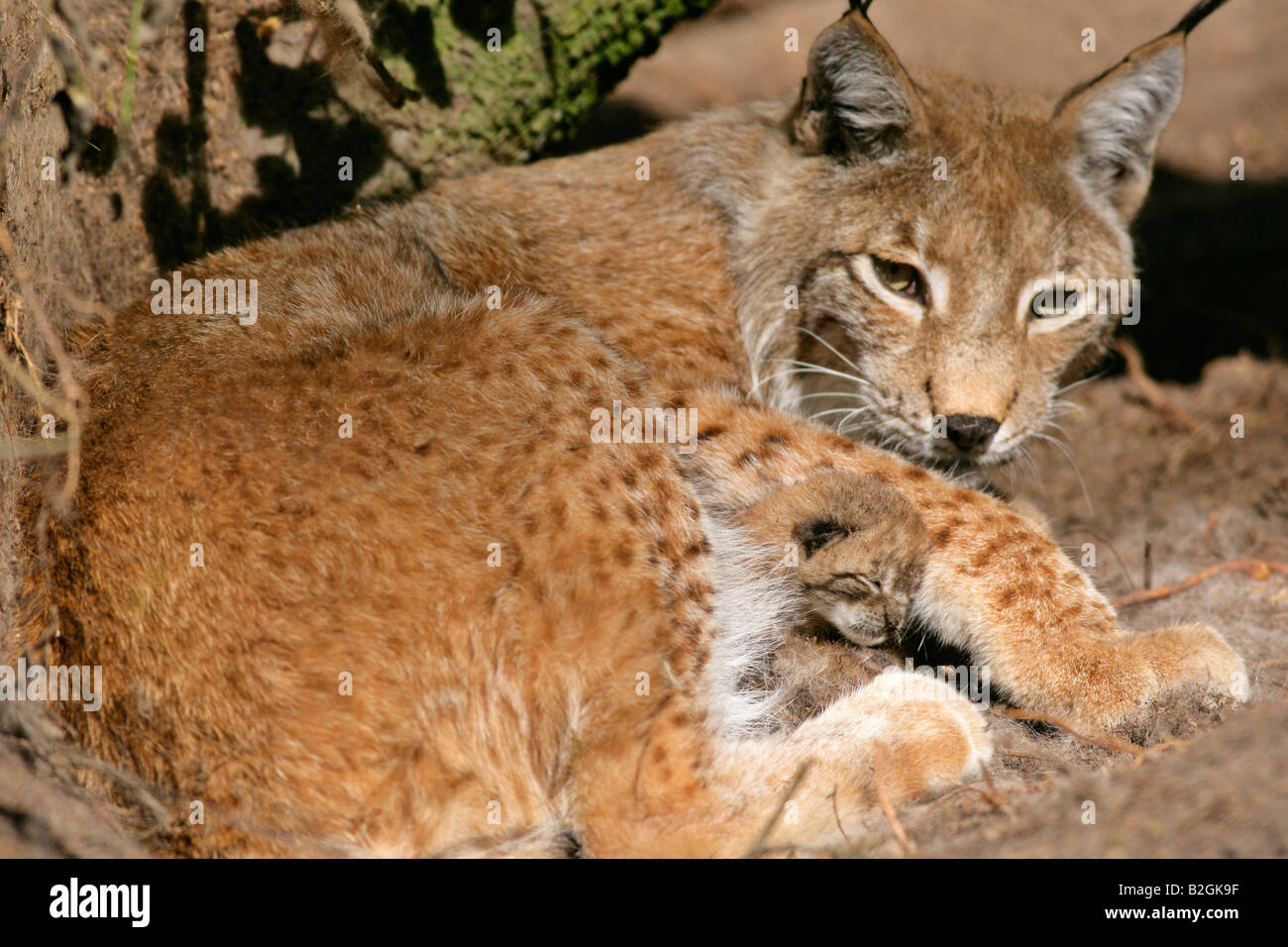 Eurasischer Luchs dam Catkin Mutter Mutterliebe nahe Lynx Lynx kuscheln Bayern Deutschland koppeln paar Stockfoto