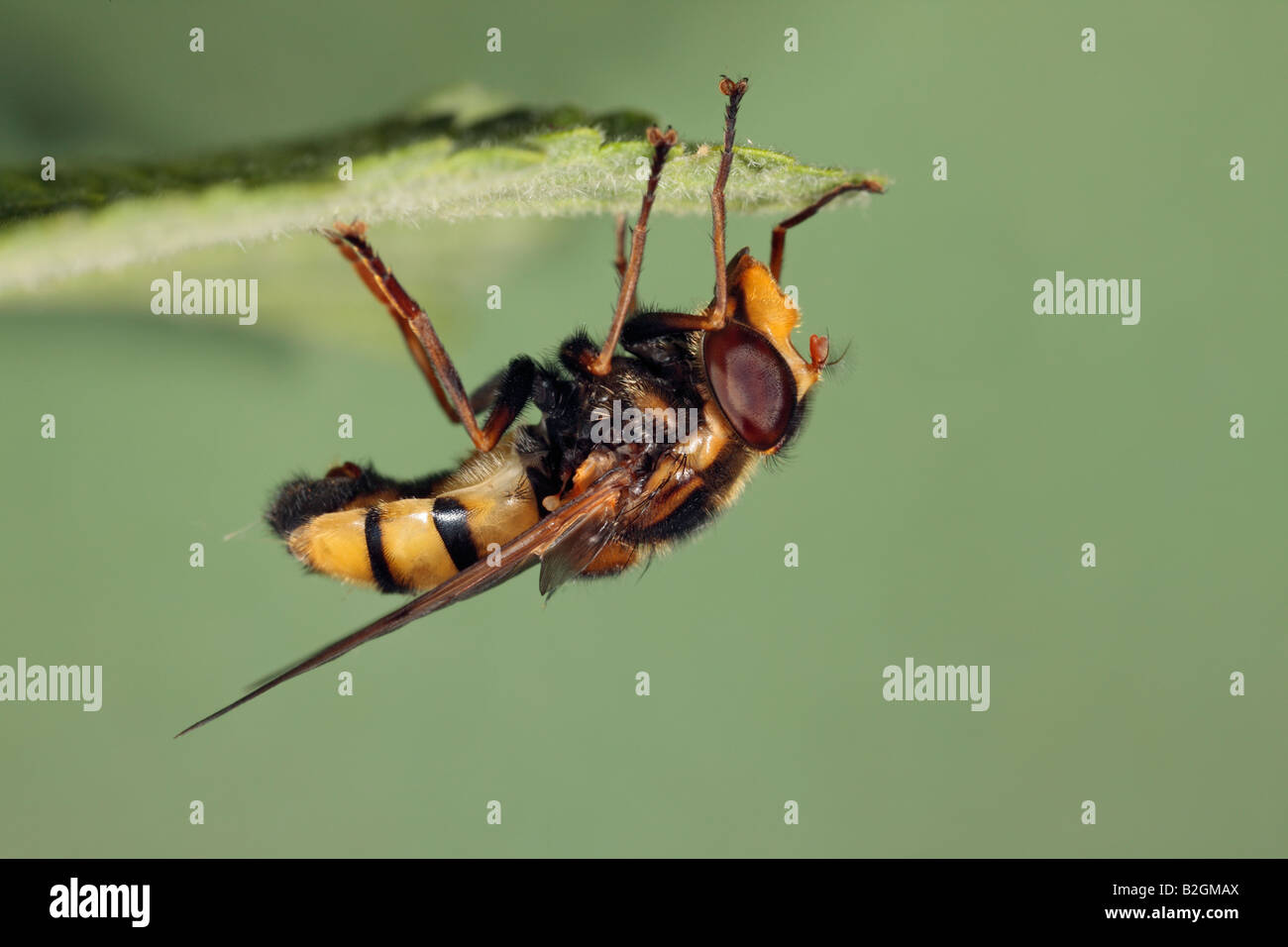 Schweben fliegen Volucella Inanis auf Blatt Potton Bedfordshire Stockfoto