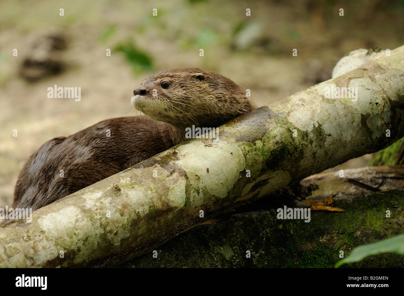 Neotropische Otter oder NUTRIA Lontra oder Lutra longicaudis Stockfoto