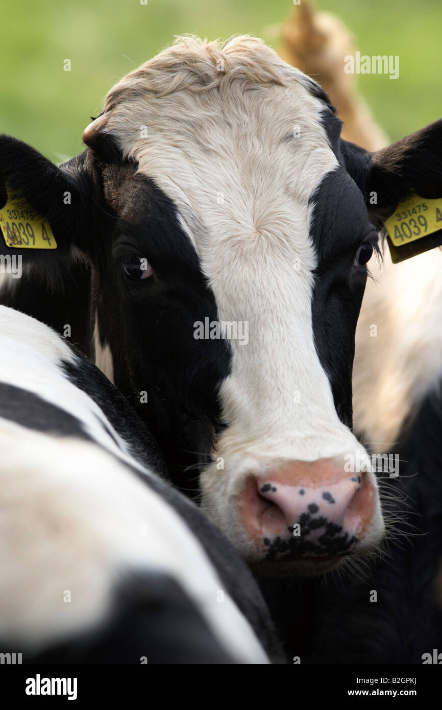 Ohr Stichwörter, Augen und Kopf einer friesischen Kuh bekannt als Holsteins in Nordamerika in eine Milchviehherde auf einem Bauernhof Grafschaft, Nord Irland Stockfoto