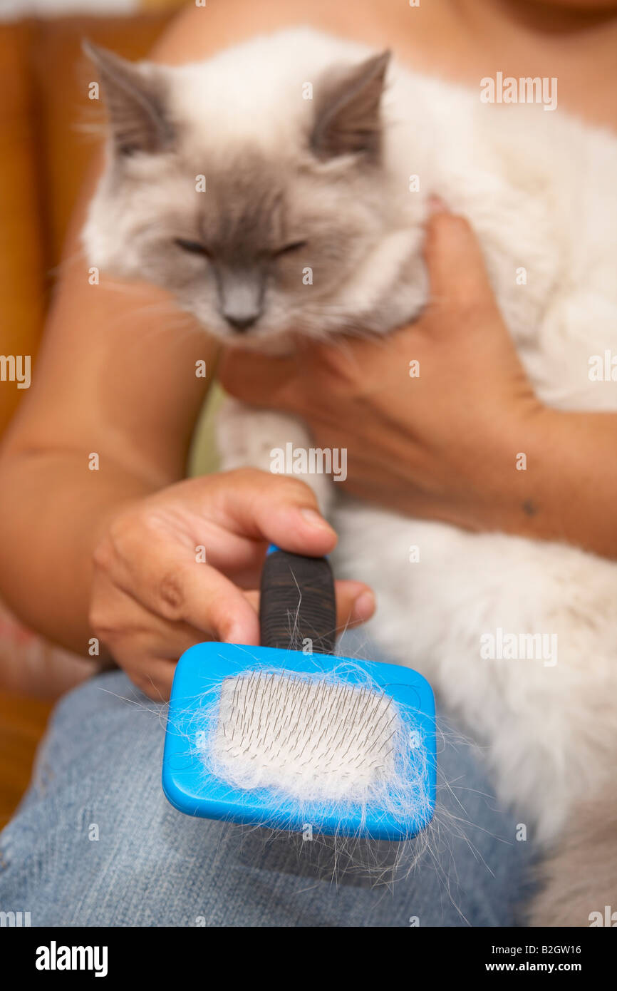 Eigentümer, die ihre Ragdoll Katze Bürsten Stockfotografie - Alamy