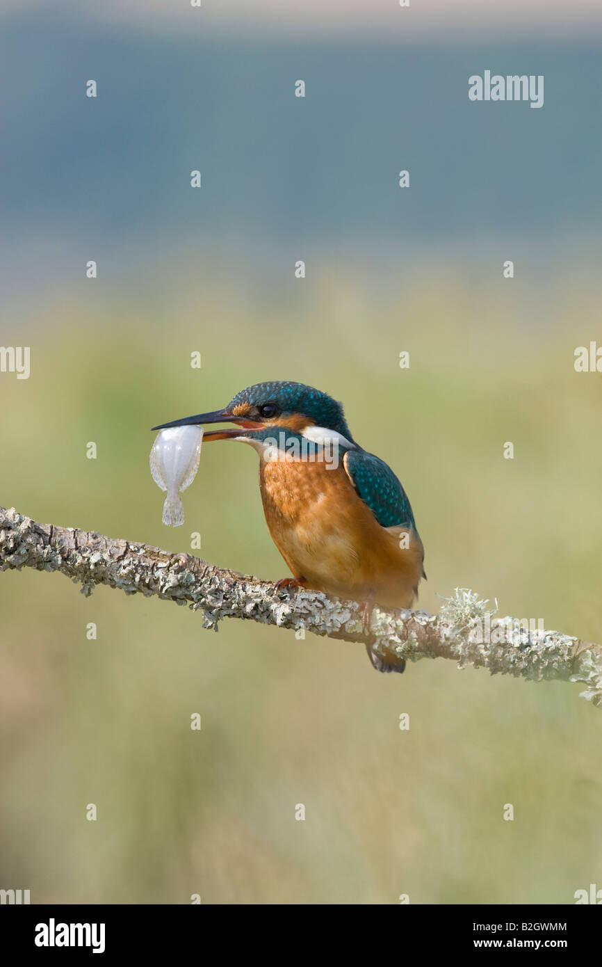 Alcedo Atthis - Eisvogel auf Flechten bedeckt Zweig mit flacher Fisch Stockfoto