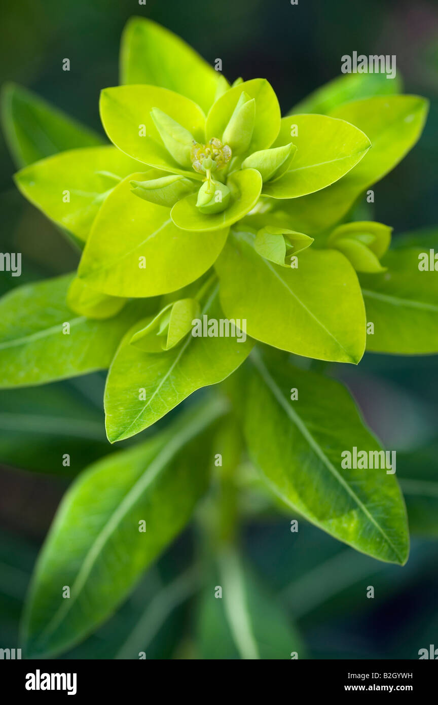 Euphorbia Cornigera Wolfsmilch Stockfoto