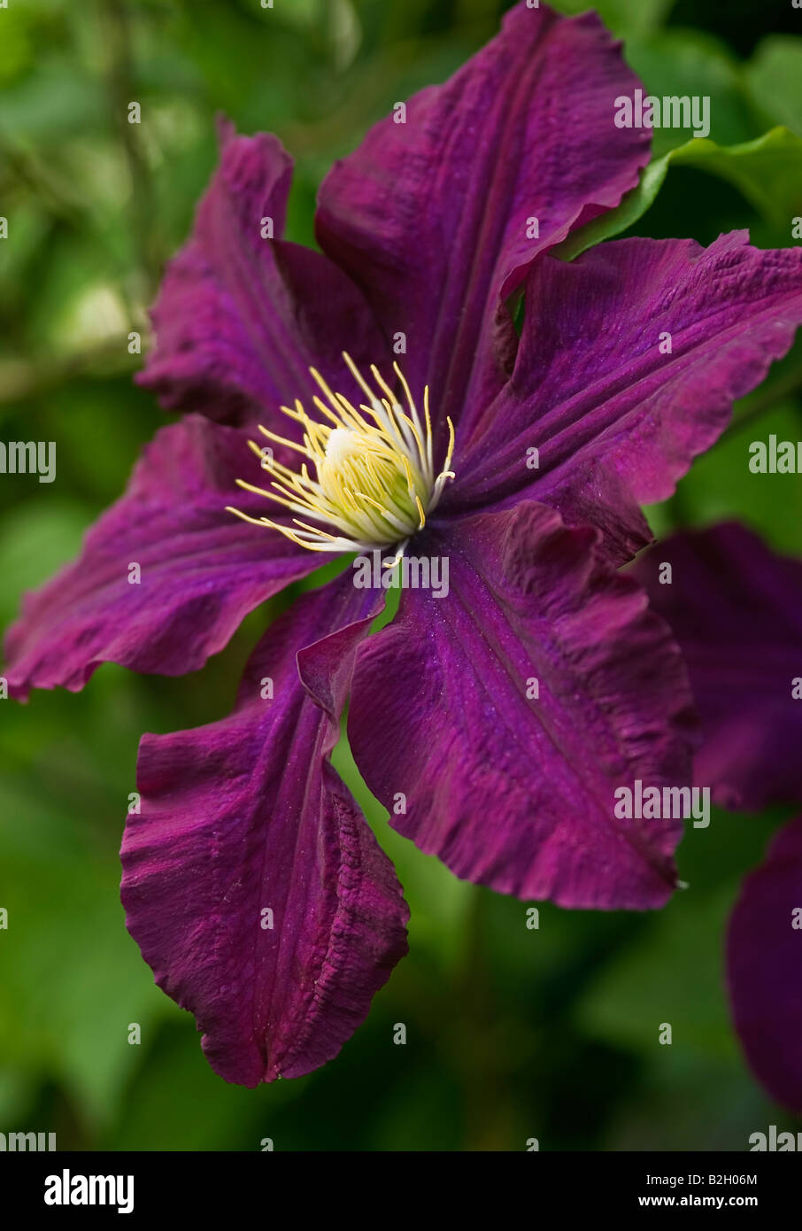 CLEMATIS WARSZAWSKA NIKE Stockfoto