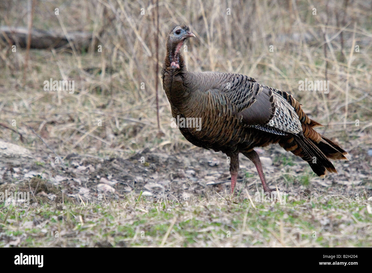 Osttürkei Wild Henne Stockfoto