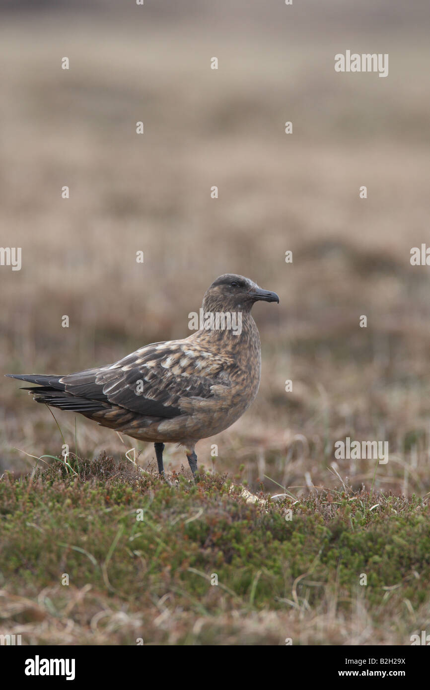 ARCTIC SKUA Stercorarius Parasiticus STANDING ON MOORLAND Seitenansicht Stockfoto