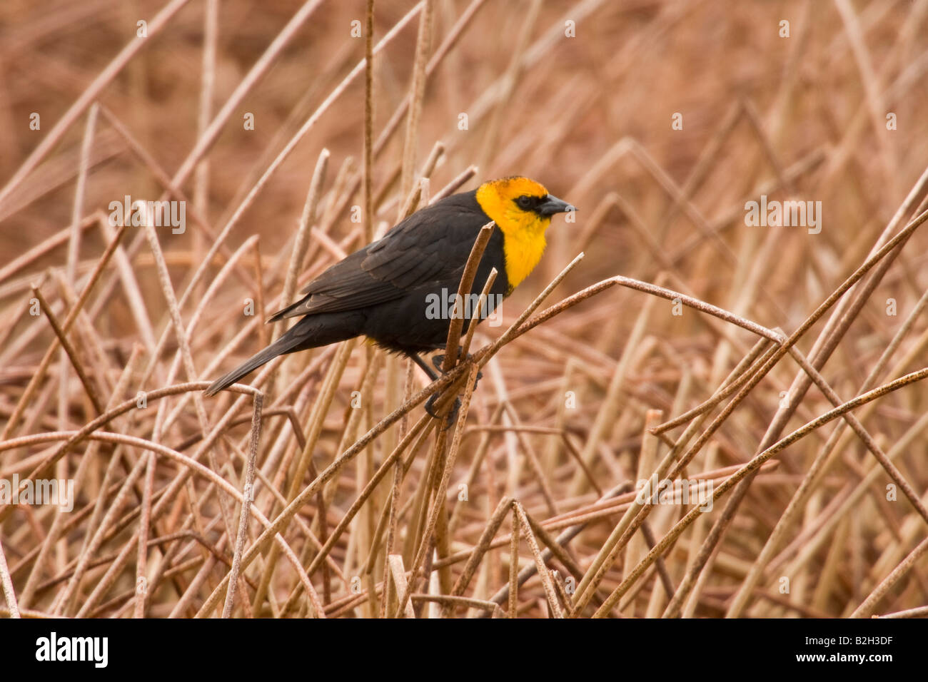 Gelbe Leitung Blackbird (Xanthocephalus Xanthocephalus) thront im Schilf Stockfoto