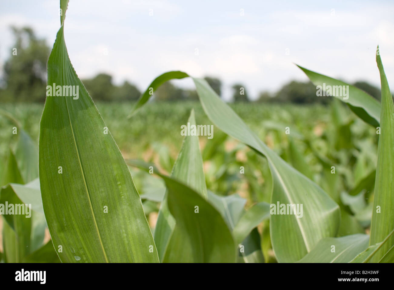 Ein Getreide-Feld in England Stockfoto