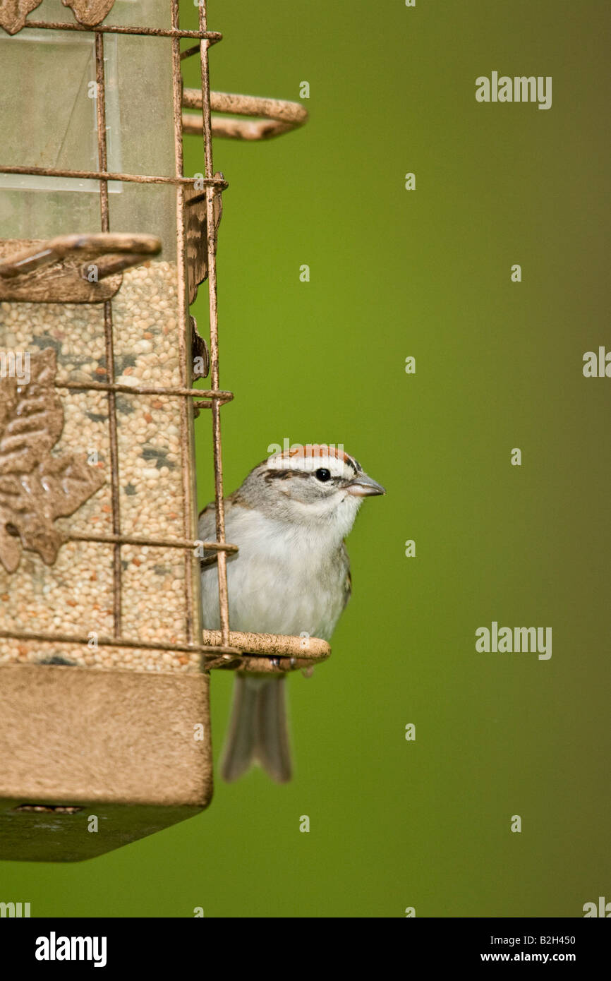 Chipping Sparrow (Spizella Passerina) an Futterhäuschen Stockfoto