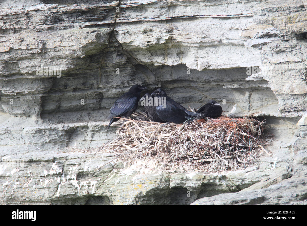 RAVEN Sie-Corvus Corax Jungvögel im NEST ON CLIFF Stockfoto
