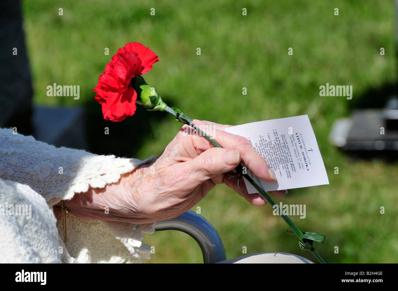 Rote Nelke in der Hand einer Witwe am Grab ihres Mannes Stockfoto