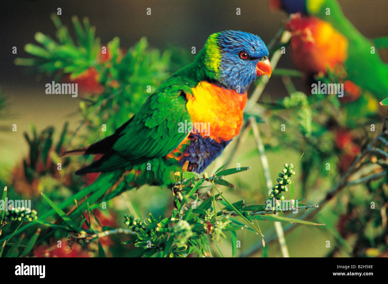 Australien. Tierwelt. Regenbogen Lorikeet Vogel auf Zweig hocken. Stockfoto