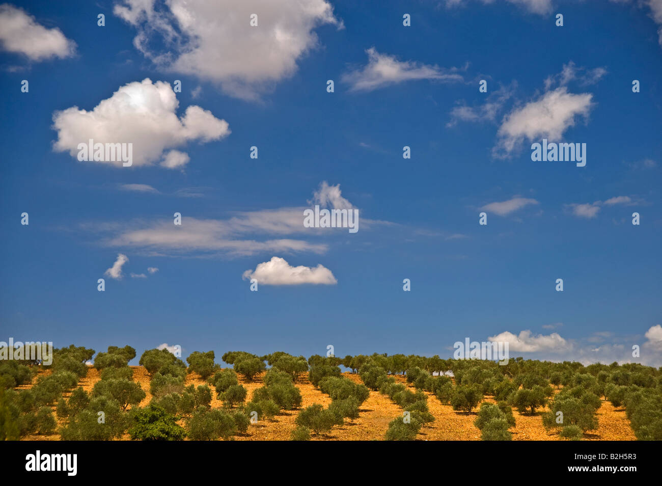 Dies Olive Grove in Galiläa Israel Stockfoto