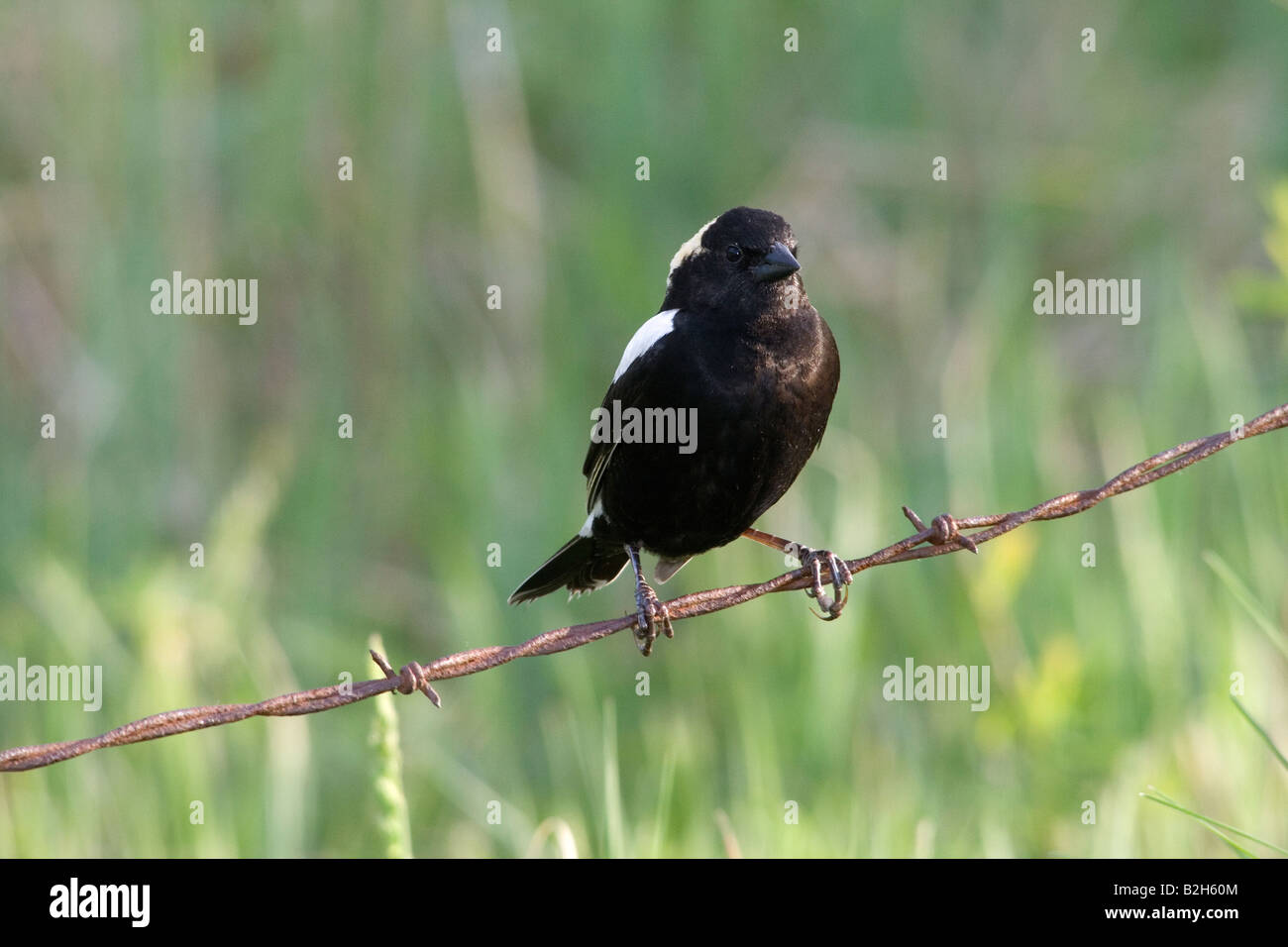 Männliche bobolink Stockfoto