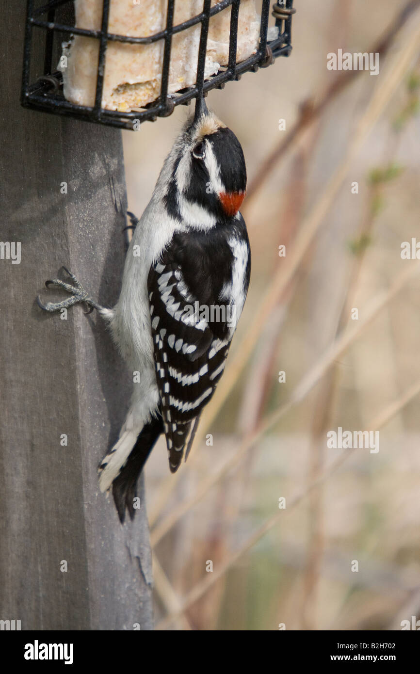 Männliche behaarte Specht Stockfoto