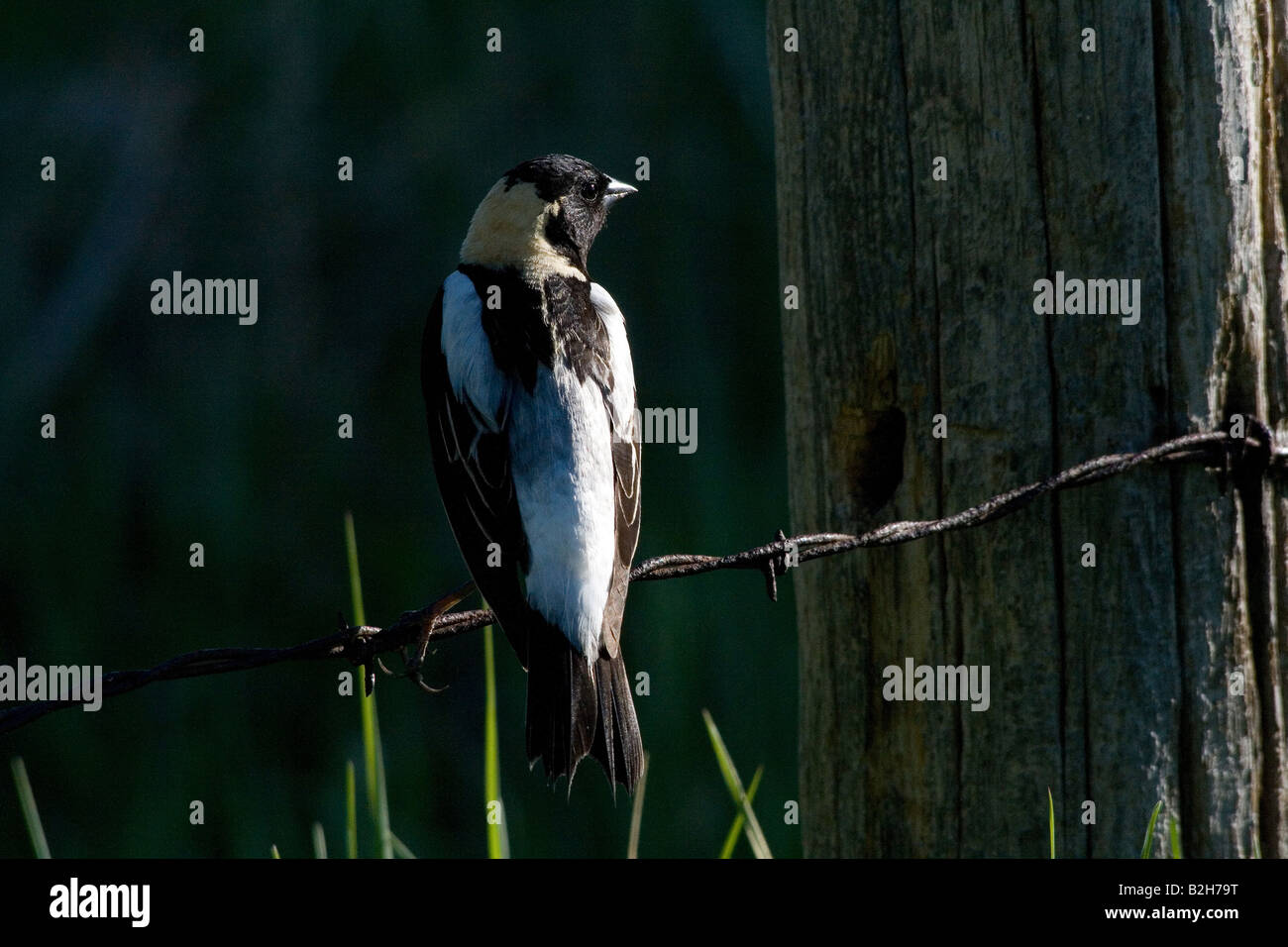 Männliche bobolink Stockfoto