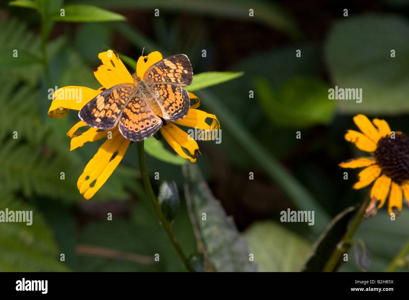 Schmetterling auf gelbe Blume Stockfoto