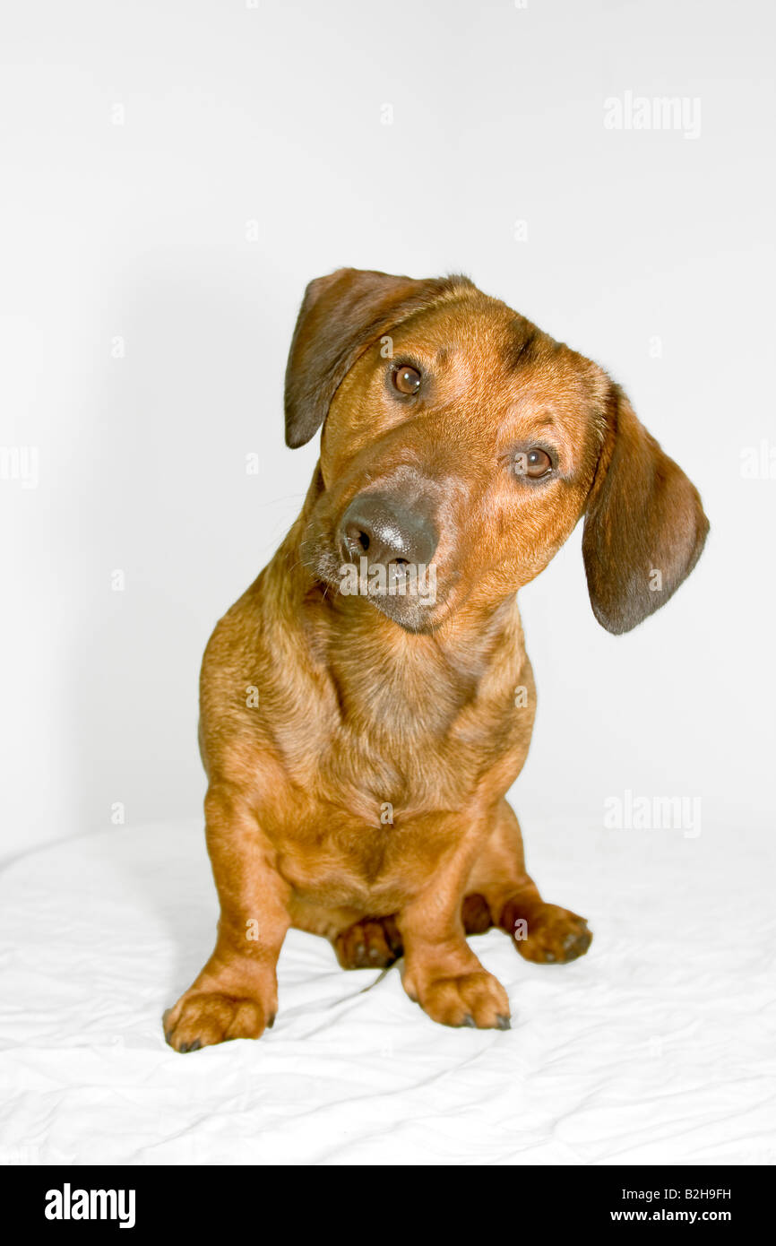 niedlichen Hund - Dackel - Hund mit einer großen Nase Stockfoto
