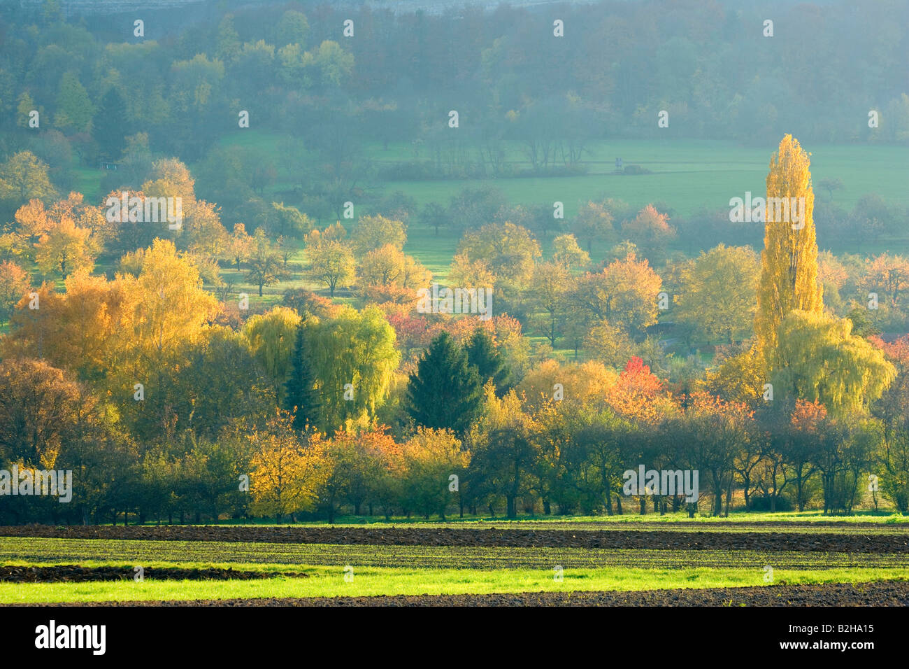 Herbst Betula Birke Bouleau Betula Bäume Augsburg Deutschland Herbst Wald Herbst herbstliche Farben Farben Laubbäume Stockfoto