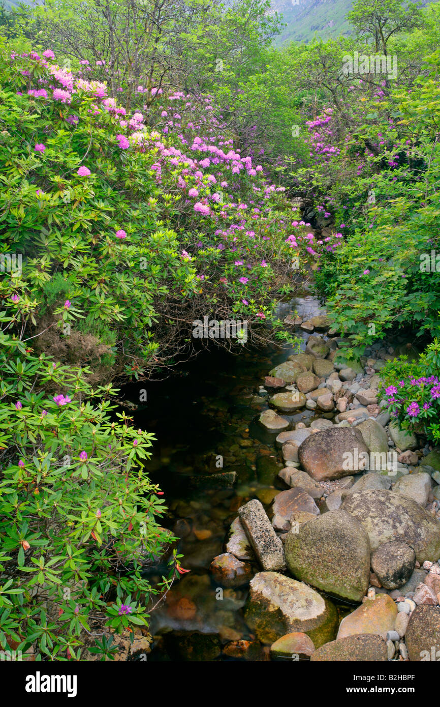 Bach, gemeinsame Rhododendron Pontischen Rhododendron Rhododendron Ponticum Higlands Schottland, Vereinigtes Königreich Stockfoto