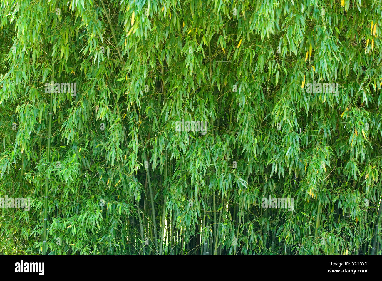 Bambus Bambudae Wald dicht gepackt Stipes Botanischer Garten Baden