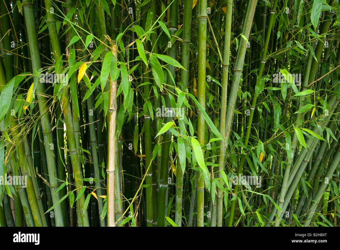 Bambus Bambudae Wald dicht gepackt Stipes Botanischer Garten Baden-Württemberg Deutschland Stockfoto