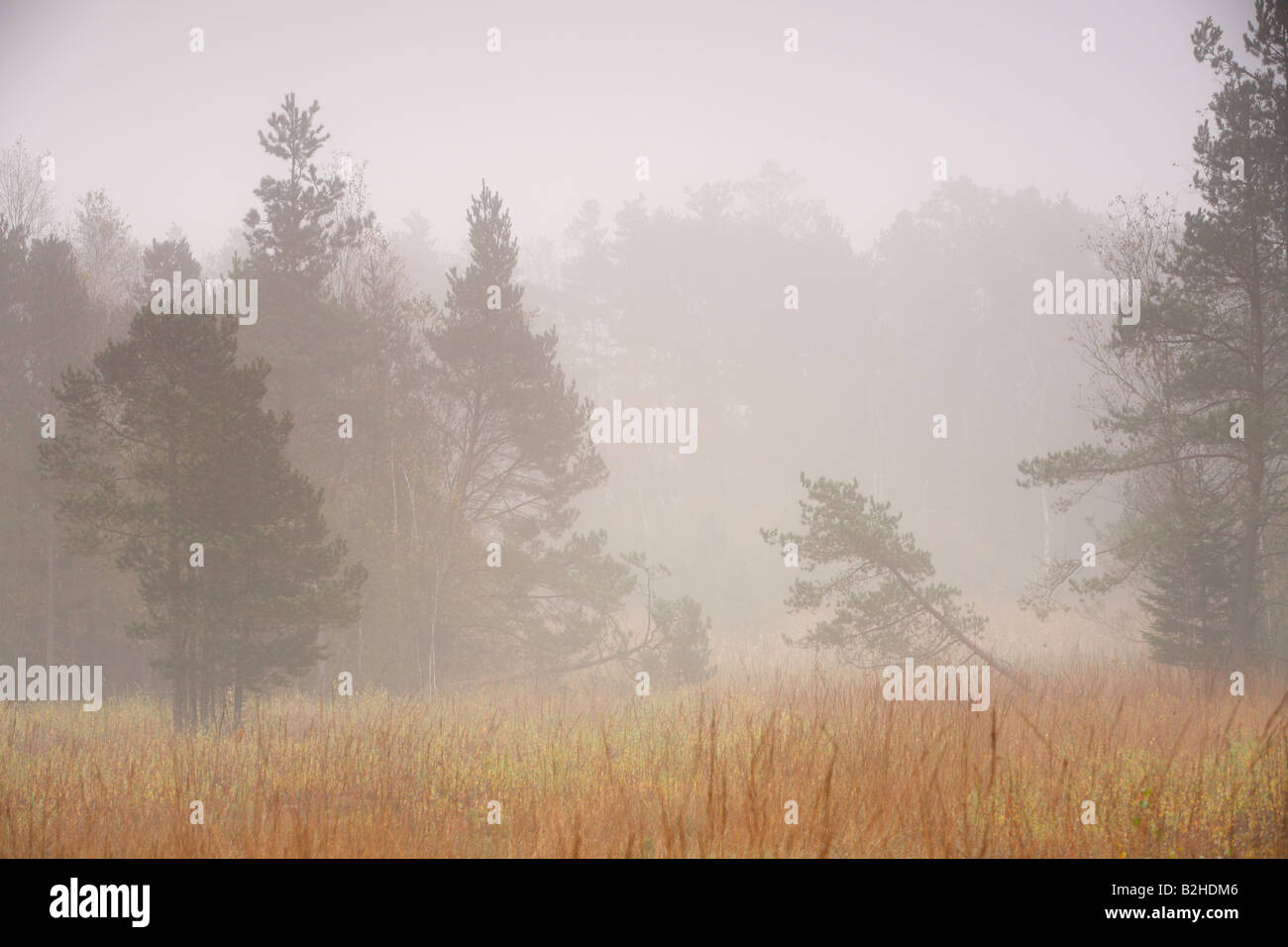 Morgen Nebel Marschland Herbstlandschaft fallen Farbe Herbstfärbung Pfrunger Ried Baden-Württemberg Deutschland Stockfoto