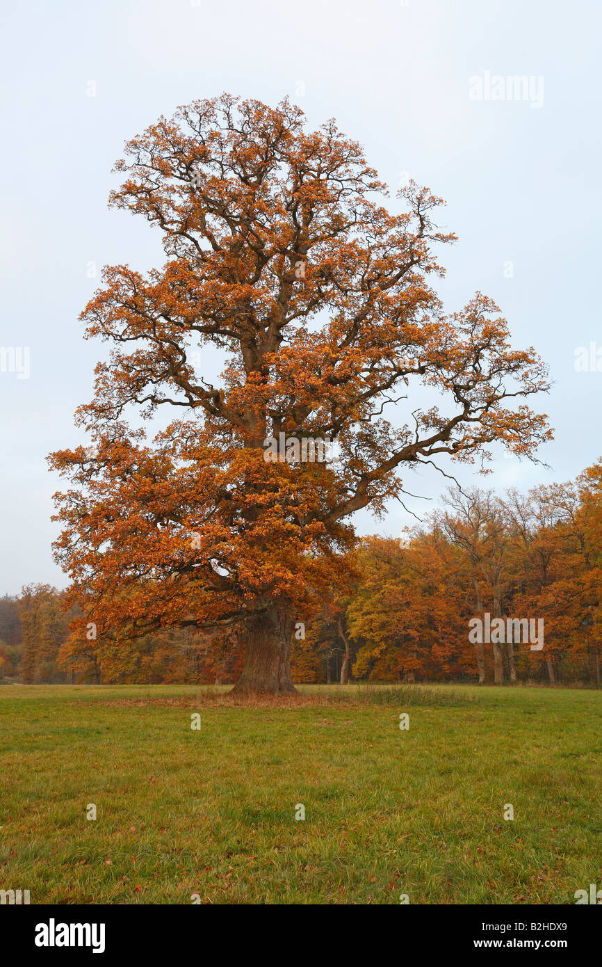 Eiche Laubbäume im Herbst Laub Blätter fallen im Herbst Farbe Baden-Württemberg Deutschland Stockfoto