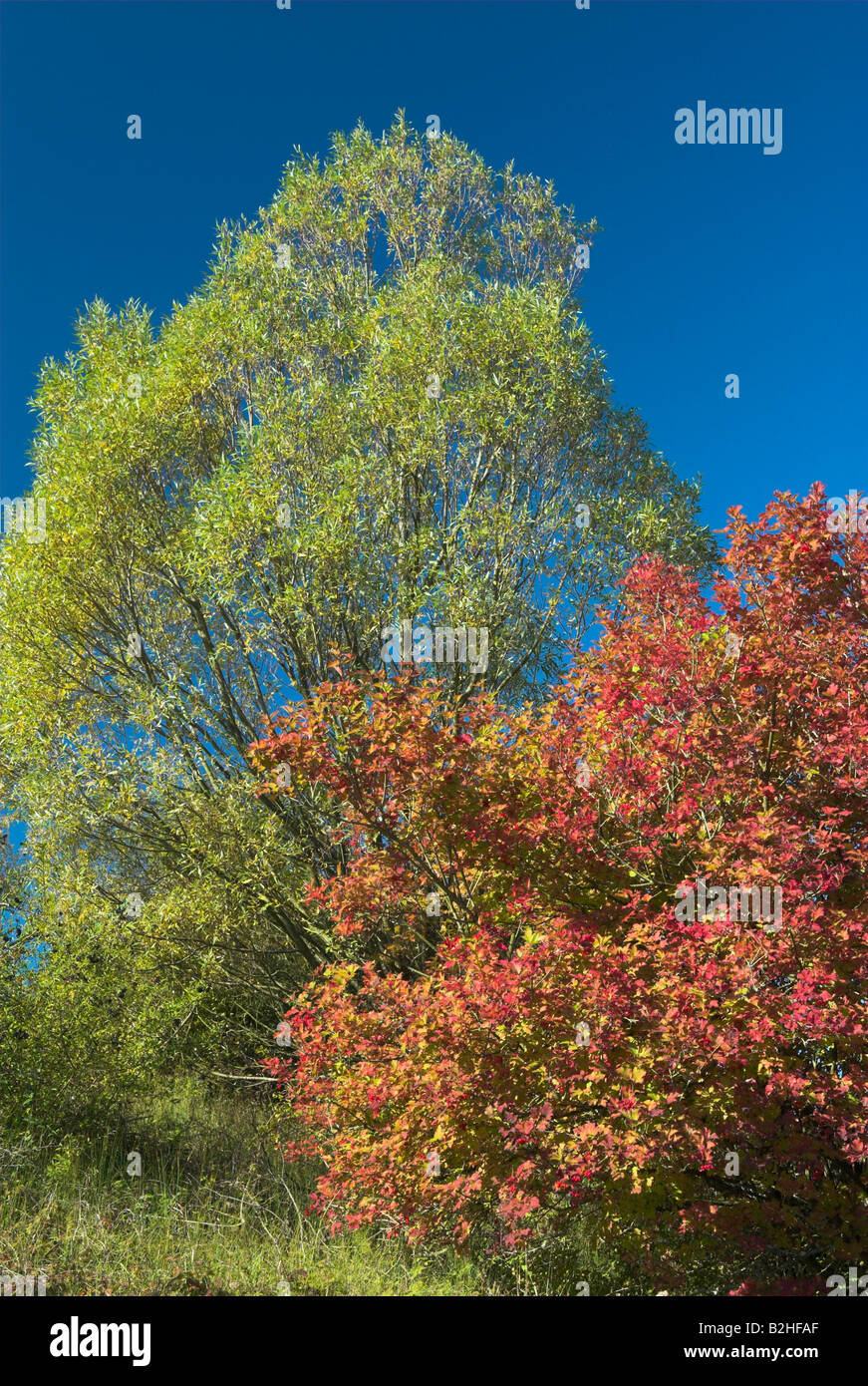 Viburnum Opulus Guelder Rose Wasser Elder Landschaft Landschaft Viburnum Strauch Busch Stockfoto