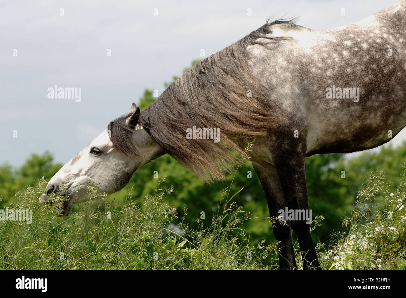 Reinrassige spanische Pferd Pre Rasse Andalusier Stockfoto